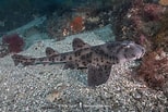 Image result for Heterodontus quoyi. Size: 154 x 103. Source: www.sharksandrays.com