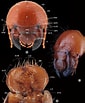 Image result for "thalamitoides Quadridens". Size: 85 x 103. Source: www.researchgate.net