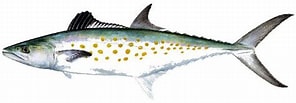 Afbeeldingsresultaten voor Oostatlantische Koningsmakreel Feiten. Grootte: 296 x 103. Bron: www.abc-sportvissen.be