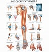 Afbeeldingsresultaten voor Vleugelkophamerhaai Anatomie. Grootte: 97 x 103. Bron: www.posterwissen.de