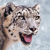 Résultat d’image pour Snow Leopard Photography. Taille: 104 x 103. Source: en.wikipedia.org