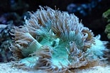 Image result for Catalaphyllia. Size: 155 x 103. Source: aquariumbreeder.com