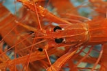 Image result for "metanephrops Japonicus". Size: 156 x 103. Source: biodiv-p.or.jp