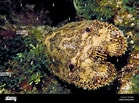 Image result for Scyllarides nodifer. Size: 139 x 103. Source: www.alamy.com