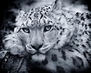 Résultat d’image pour Snow Leopard Photography. Taille: 129 x 103. Source: pixels.com