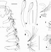 "spio Filicornis" కోసం చిత్ర ఫలితం. పరిమాణం: 101 x 103. మూలం: www.researchgate.net