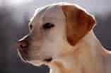 Image result for Labrador Retriever Dyrepleie. Size: 157 x 103. Source: yourdogadvisor.com