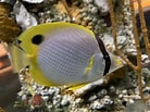 Afbeeldingsresultaten voor "chaetodon Ocellatus". Grootte: 138 x 103. Bron: www.zoochat.com