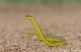 Image result for Dendrelaphis punctulatus Order. Size: 159 x 103. Source: www.flickr.com