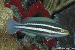 Image result for Scarus iseri Geslacht. Size: 155 x 103. Source: reeflifesurvey.com