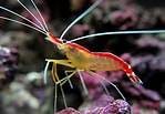 Afbeeldingsresultaten voor "ritteriella Amboinensis". Grootte: 149 x 103. Bron: aquariumbreeder.com