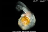 Limacina retroversa Anatomie に対する画像結果.サイズ: 156 x 103。ソース: www.naturepl.com