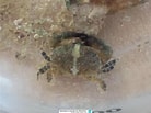 Image result for "leptodius Gracilis". Size: 138 x 103. Source: www.reeflex.net