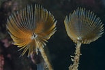 Image result for "sabella Pavonina". Size: 154 x 103. Source: www.britishmarinelifepictures.co.uk