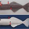 Image result for "remora Osteochir". Size: 103 x 103. Source: www.researchgate.net