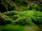Image result for Moss. Size: 137 x 103. Source: www.plantsnap.com