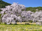 嵯峨野 桜 に対する画像結果.サイズ: 138 x 103。ソース: www.maimai-kyoto.jp