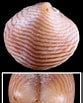 Image result for "gouldia Minima". Size: 83 x 103. Source: www.idscaro.net
