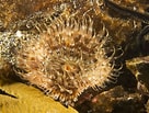 Image result for Sagartiidae. Size: 136 x 103. Source: www.seawater.no