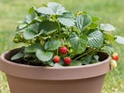 Image result for Strawberry Plants. Size: 137 x 103. Source: simplegardenlife.com