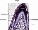 cell lines in Dental pulp-এর ছবি ফলাফল. আকার: 129 x 103. সূত্র: pocketdentistry.com