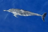 Afbeeldingsresultaten voor "stenella Longirostris". Grootte: 154 x 103. Bron: www.ozanimals.com