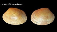 Image result for "paphia Rhomboides". Size: 186 x 103. Source: www.verderealta.it