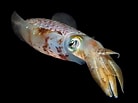 Image result for sepioidea. Size: 138 x 103. Source: reefguide.org