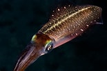 Image result for sepioidea. Size: 155 x 103. Source: www.squid-world.com