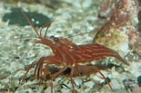 Image result for Lysmata californica. Size: 155 x 103. Source: www.oceanlight.com