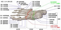足関節 構成する骨 に対する画像結果.サイズ: 206 x 103。ソース: www.takatsu-chiro.com