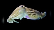 Image result for "sepia Officinalis". Size: 184 x 103. Source: www.reeflex.net