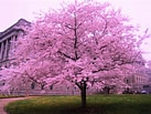 Image result for Cherry Blossom. Size: 137 x 103. Source: jooinn.com