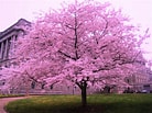 Afbeeldingsresultaten voor Cherry Blossom. Grootte: 138 x 103. Bron: jooinn.com