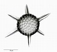 Afbeeldingsresultaten voor "triceraspyris Antarctica". Grootte: 113 x 103. Bron: www.mikroskopie-forum.de