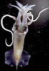 Image result for "pyroteuthis Margaritifera". Size: 71 x 103. Source: tolweb.org