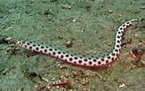 Image result for Myrichthys maculosus. Size: 163 x 103. Source: www.flickriver.com