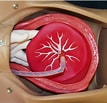 "spongosorites Placenta"-साठीचा प्रतिमा निकाल. आकार: 107 x 103. स्रोत: www.brooksidepress.org