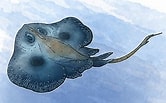 Image result for Neoraja caerulea Geslacht. Size: 166 x 103. Source: www.flickr.com