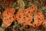 Image result for "phorbas Fictitius". Size: 155 x 103. Source: www.britishmarinelifepictures.co.uk