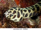 Image result for Myrichthys maculosus. Size: 144 x 103. Source: www.alamy.com