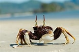 Image result for Ocypode Animal. Size: 155 x 103. Source: www.pinterest.com