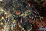 Image result for "scyllarus Brevicornis". Size: 155 x 103. Source: www.fishi-pedia.com