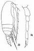 Image result for "acrocalanus Longicornis". Size: 69 x 103. Source: copepodes.obs-banyuls.fr