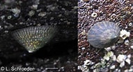Image result for Acmaeidae. Size: 191 x 103. Source: www.bily.com