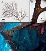 Image result for Antipathes arborea. Size: 93 x 103. Source: www.researchgate.net
