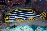 Image result for Plectorhinchus vittatus. Size: 155 x 103. Source: fishesofaustralia.net.au