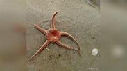 Image result for "ophiura Ophiura". Size: 183 x 103. Source: www.reeflex.net