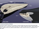 Bilderesultat for Toothed whale Phylum. Størrelse: 138 x 103. Kilde: ar.inspiredpencil.com