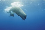 Bilderesultat for Toothed whale Phylum. Størrelse: 155 x 103. Kilde: www.thoughtco.com